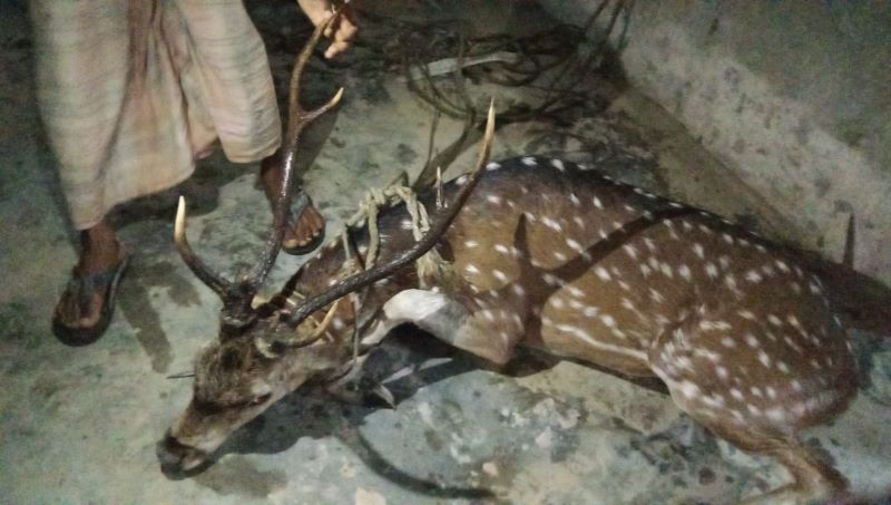 মনপুরায় লোকালয় থেকে হরিণ উদ্ধার, বনে অবমুক্ত